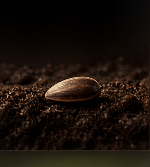 Seed growing into a tree